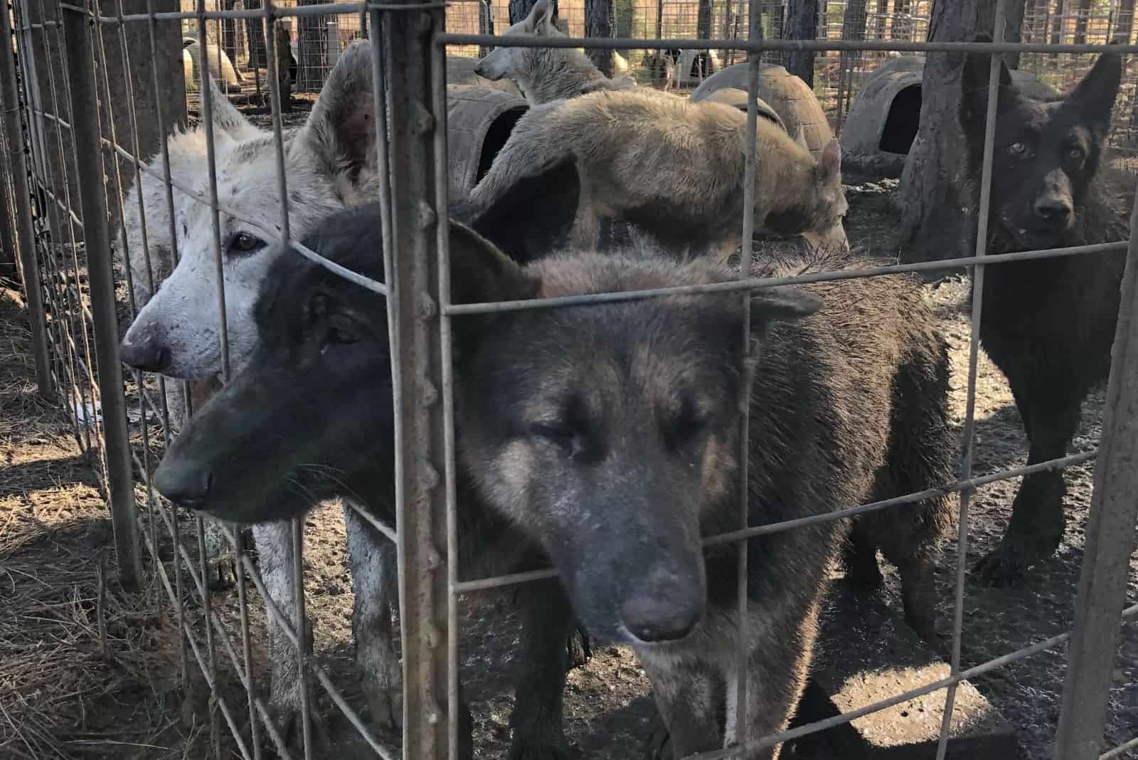 german shepherd dogs in a cage