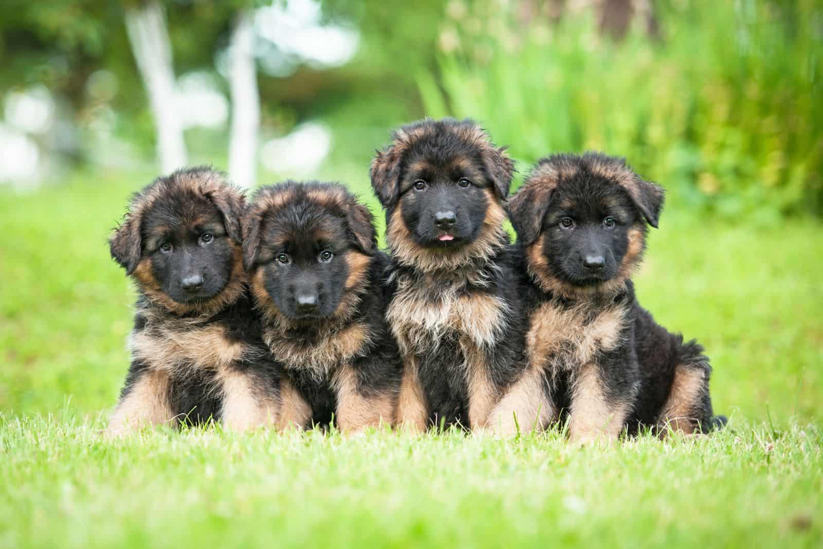 German Shepherd dogs are sitting in a field