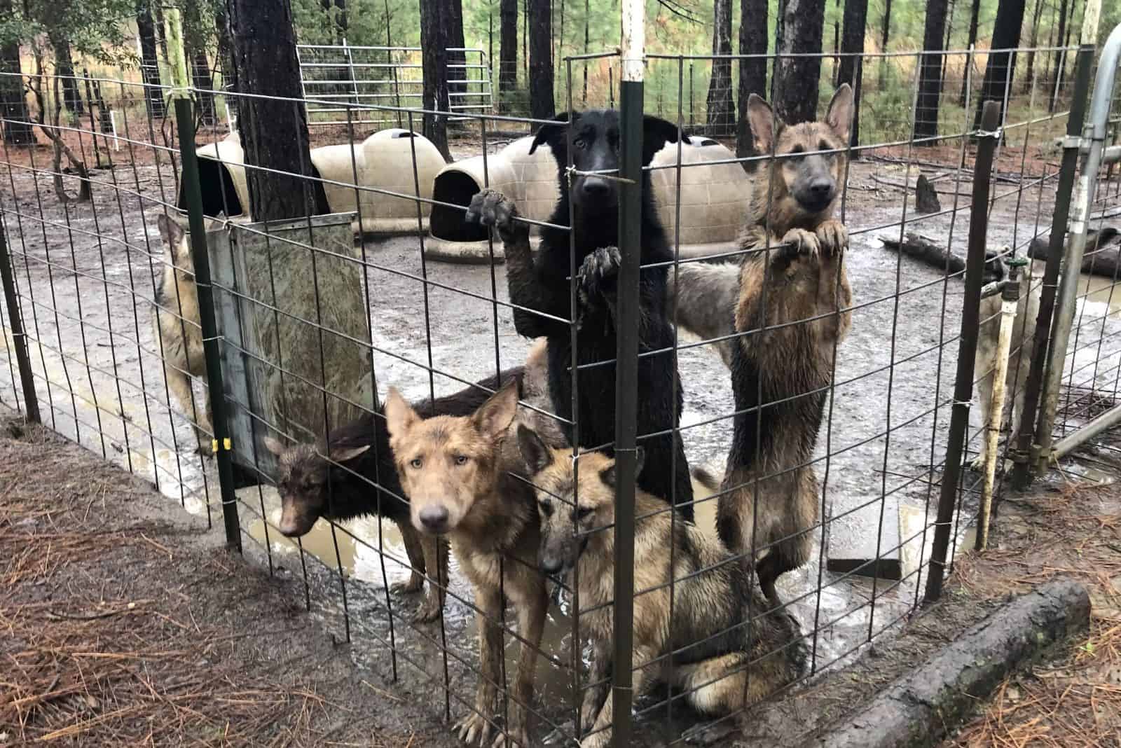german shepherd dogs in a cage in bad conditions