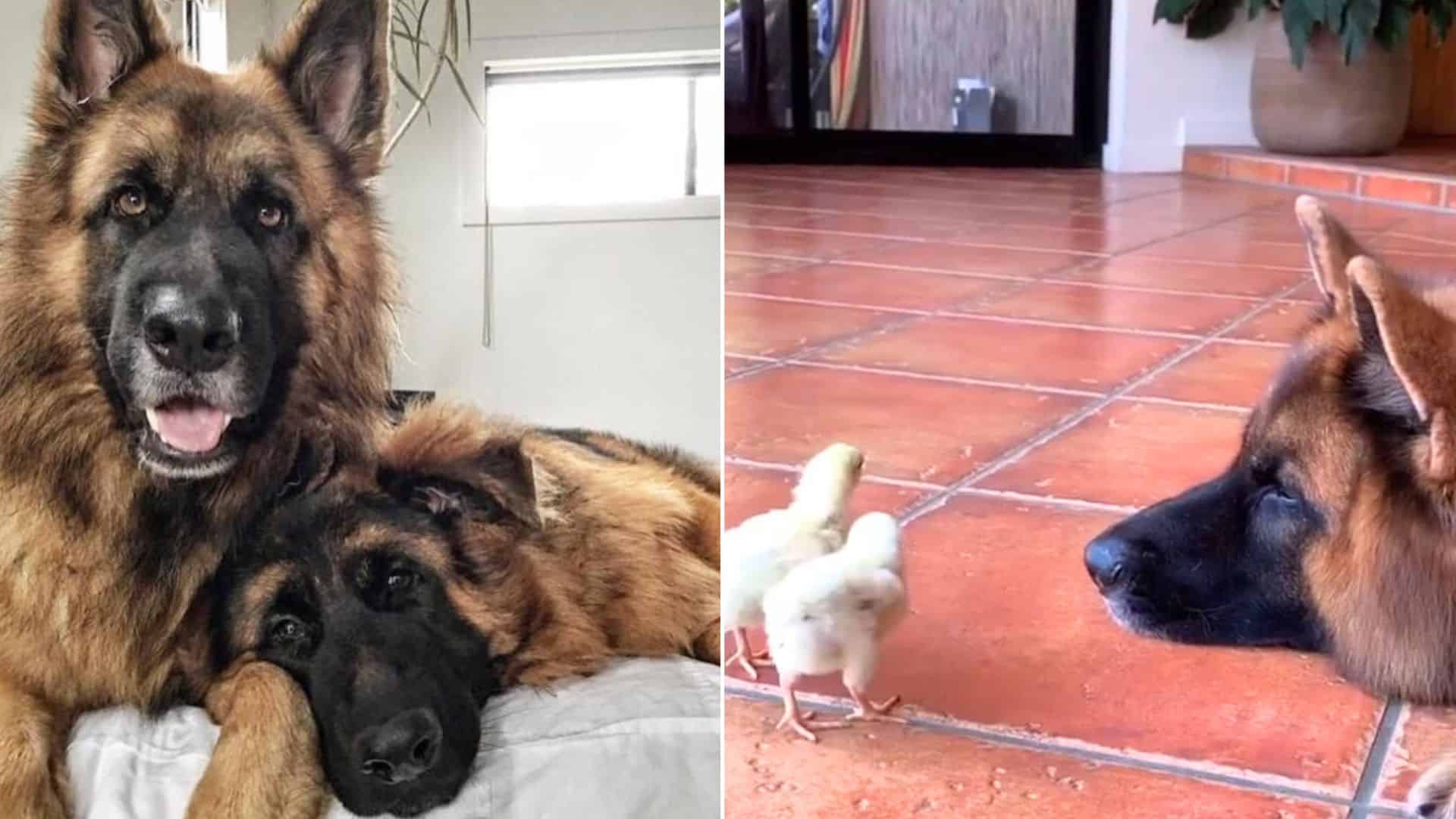 German Shepherd Dogs Raise Baby Chickens As Their Own (Video)