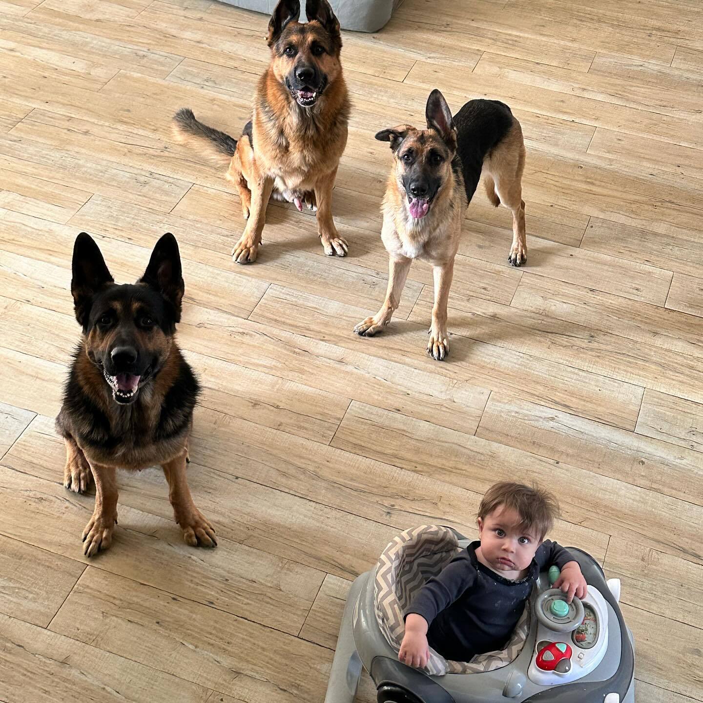 german shepherd dogs with baby (1)