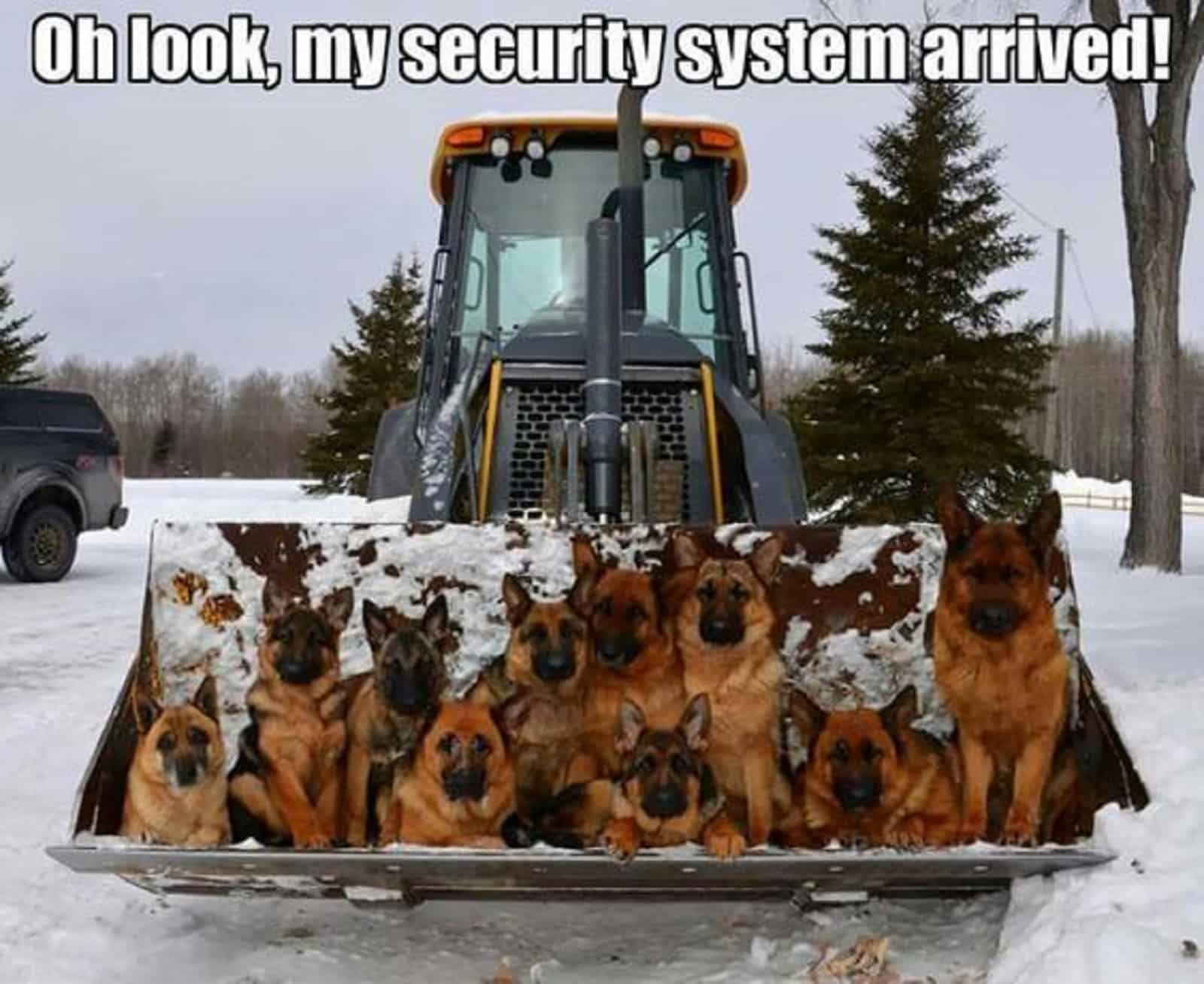 german shepherd dogs sitting on snow cleaning truck