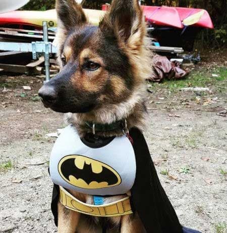 german shepherd dressed as batman