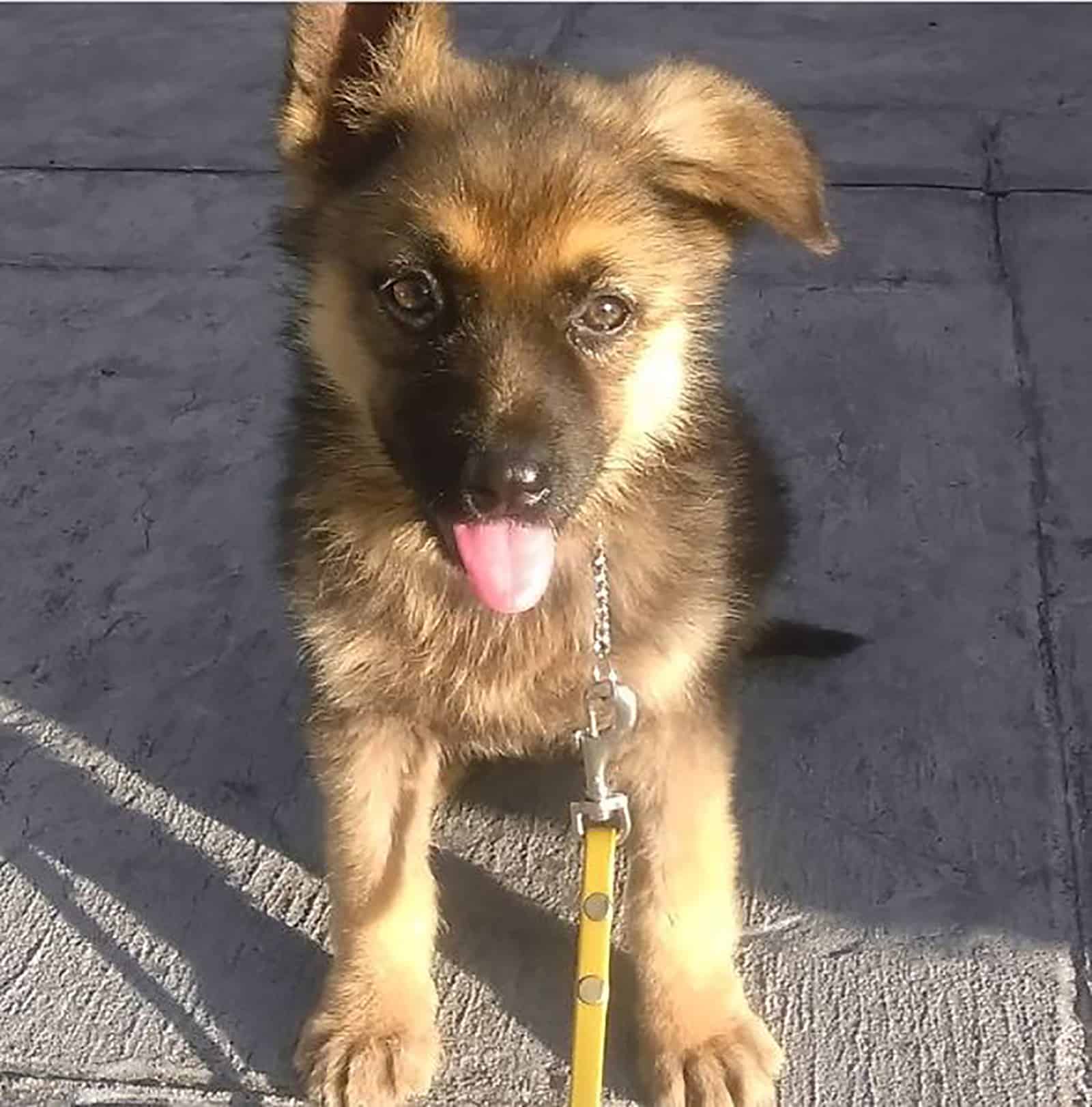 german shepherd dwarf