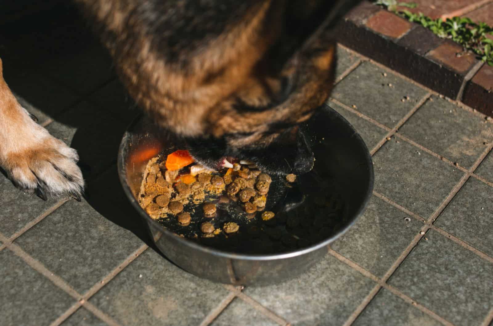 german shepherd eating from a bowl