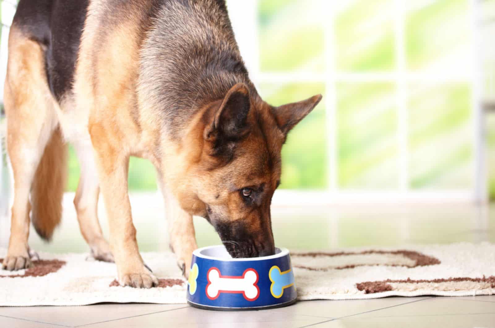 german shepherd eating from a bowl