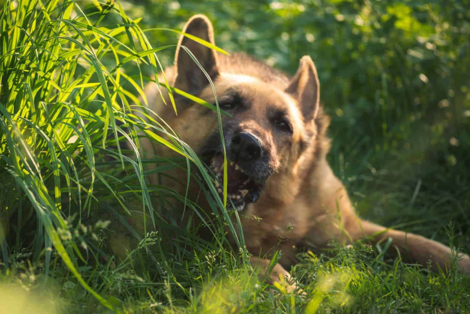 german shepherd eats grass