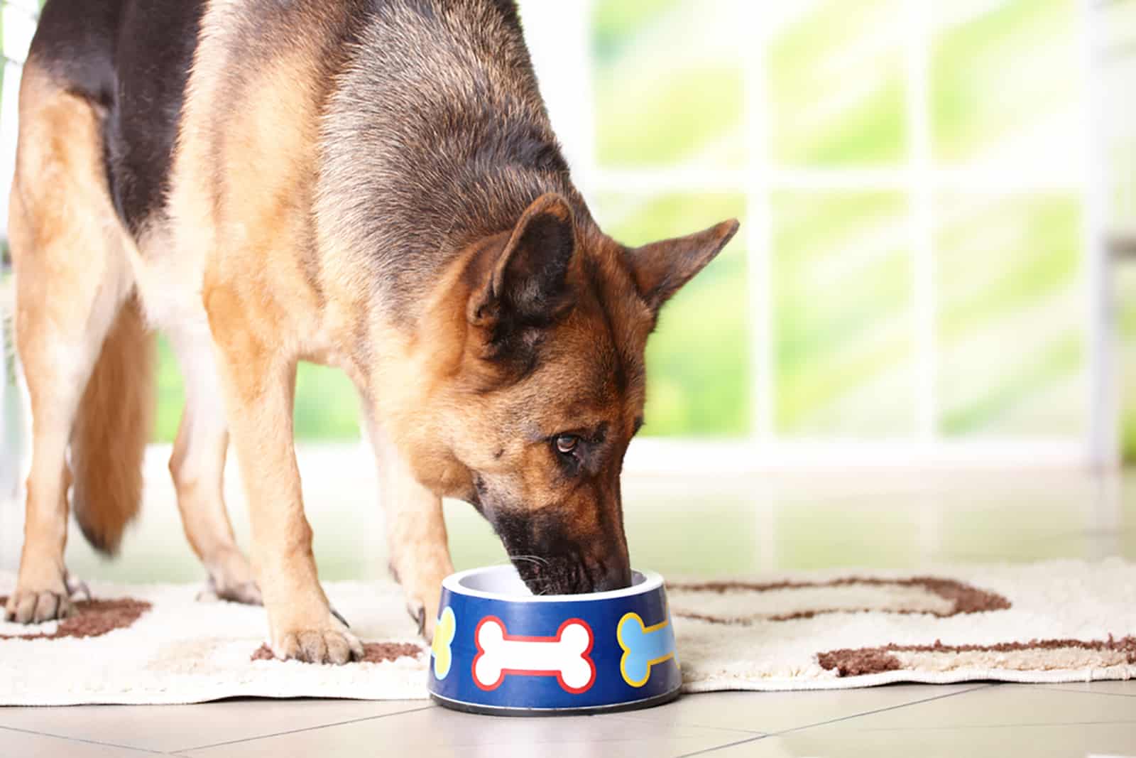 German Shepherd Feeding Chart: How To Feed A Big Dog?