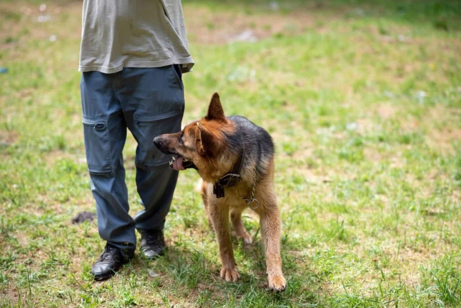 German Shepherd for a walk with the owner in the park