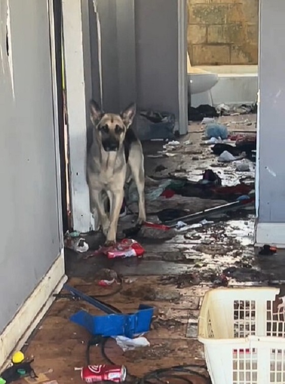 german shepherd found in abandoned house