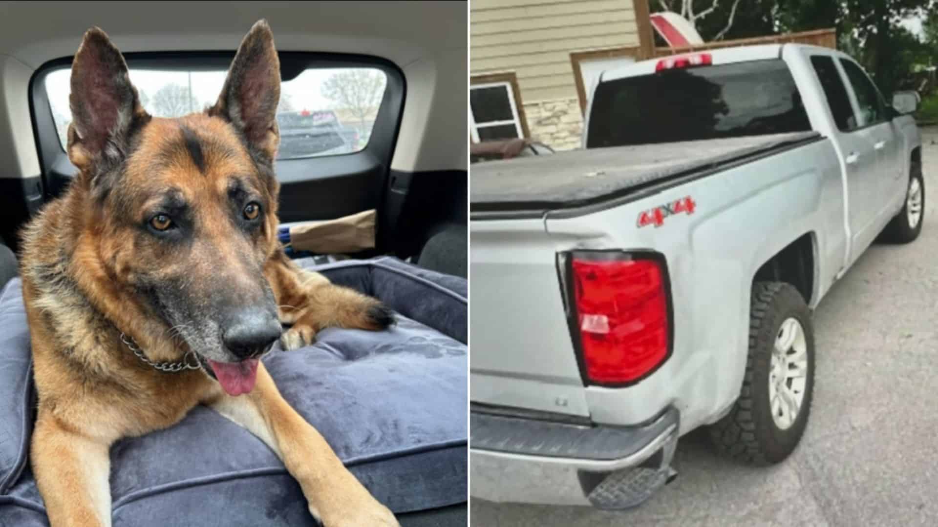 German Shepherd Found Safe In Quebec One Week After Being Stolen From His Owner