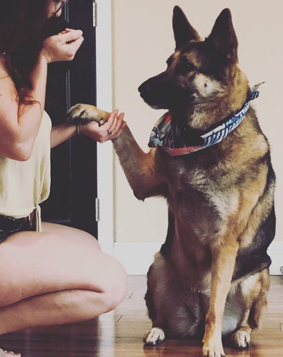 german shepherd gives a paw to a woman