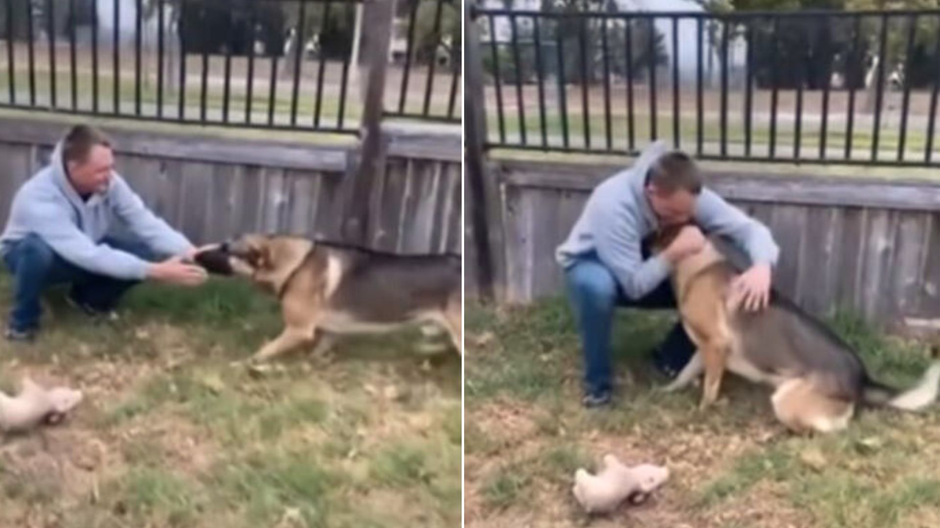 German Shepherd Gives The Warmest Welcome To His Military Dad