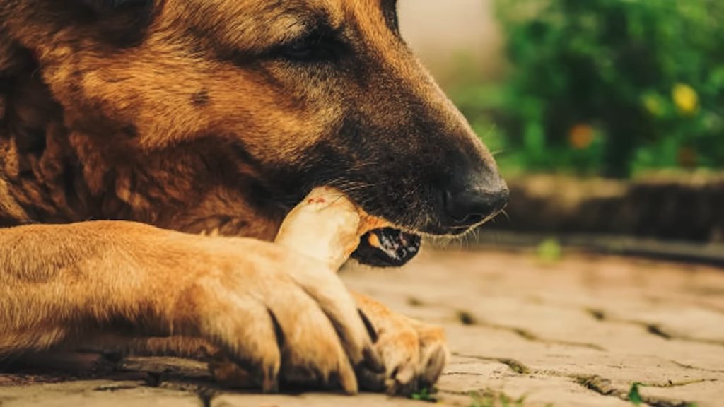 German shepherd gnaws a bone