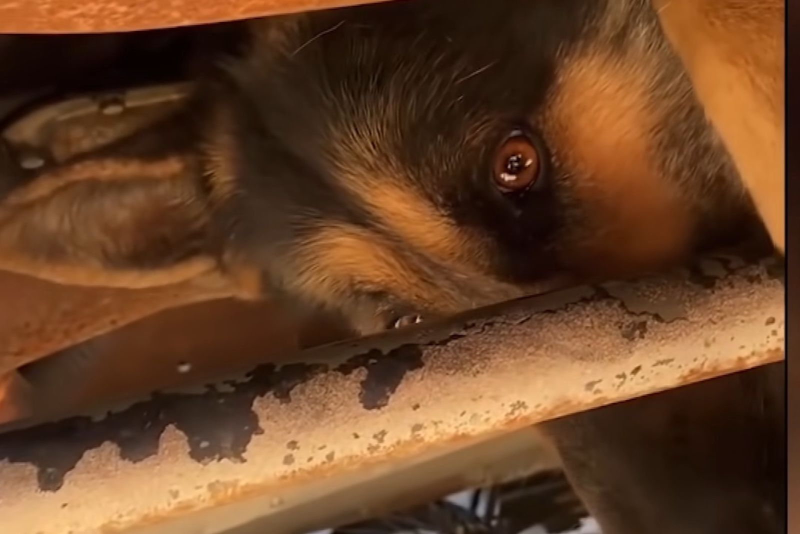 german shepherd got stuck under truck