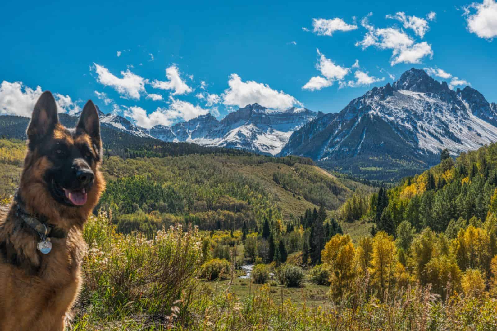 german shepherd hiking n the mountains