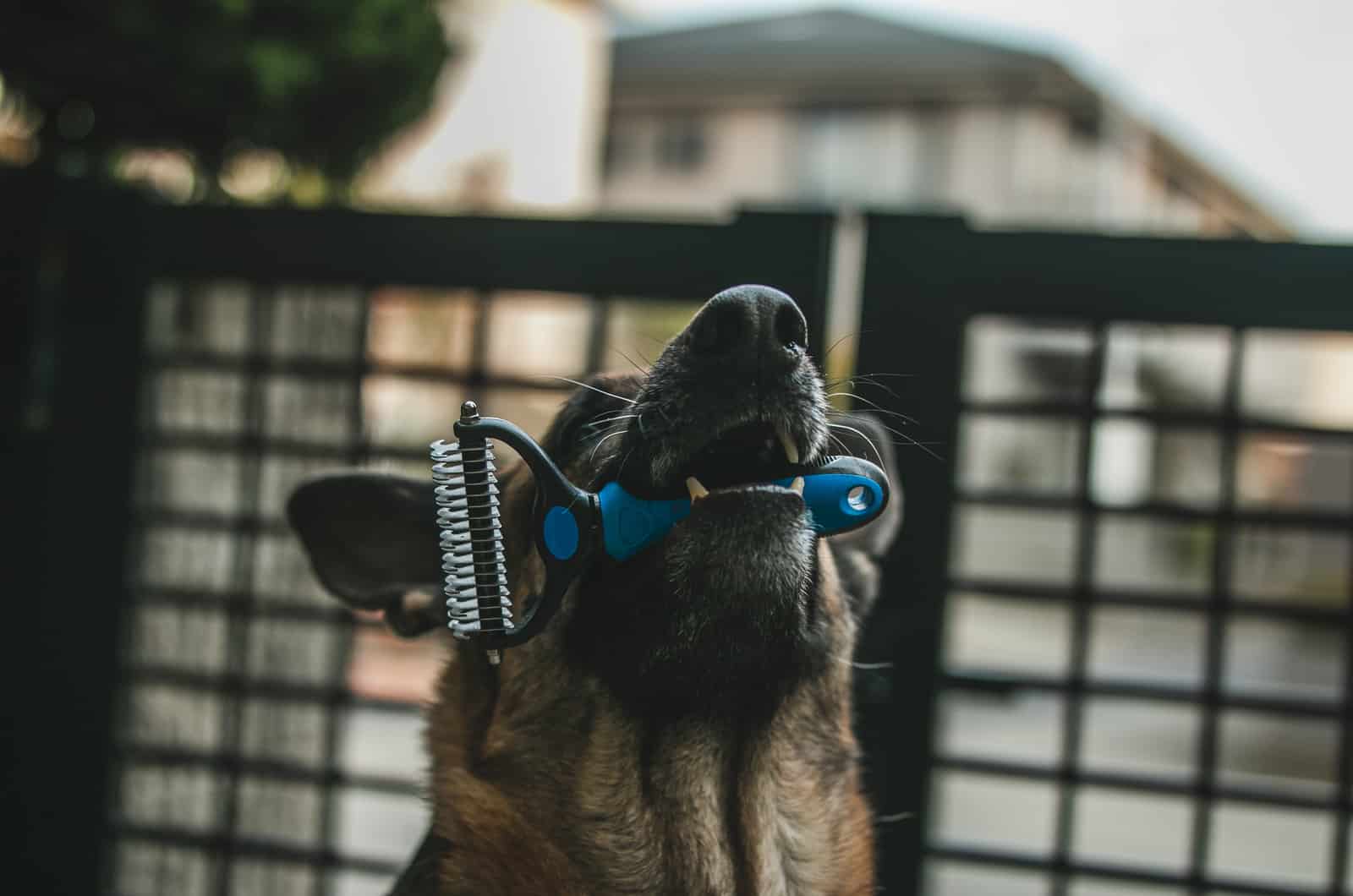 german shepherd holding a brush