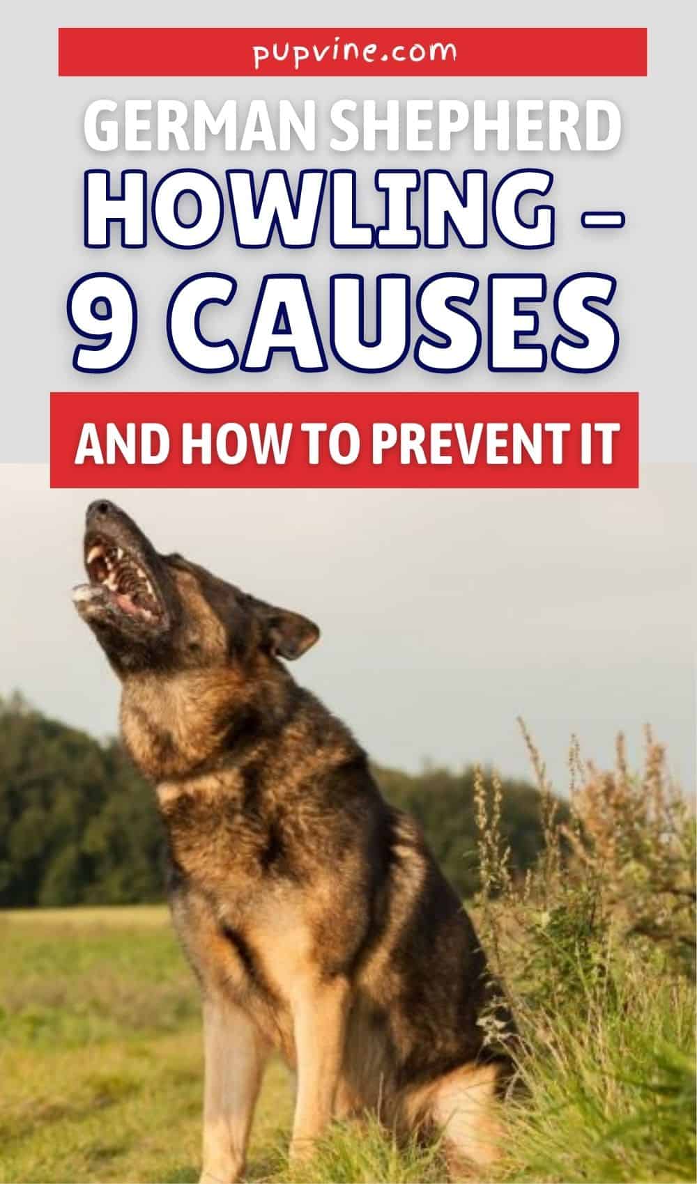 German Shepherd Howling – 9 Causes And How To Prevent It