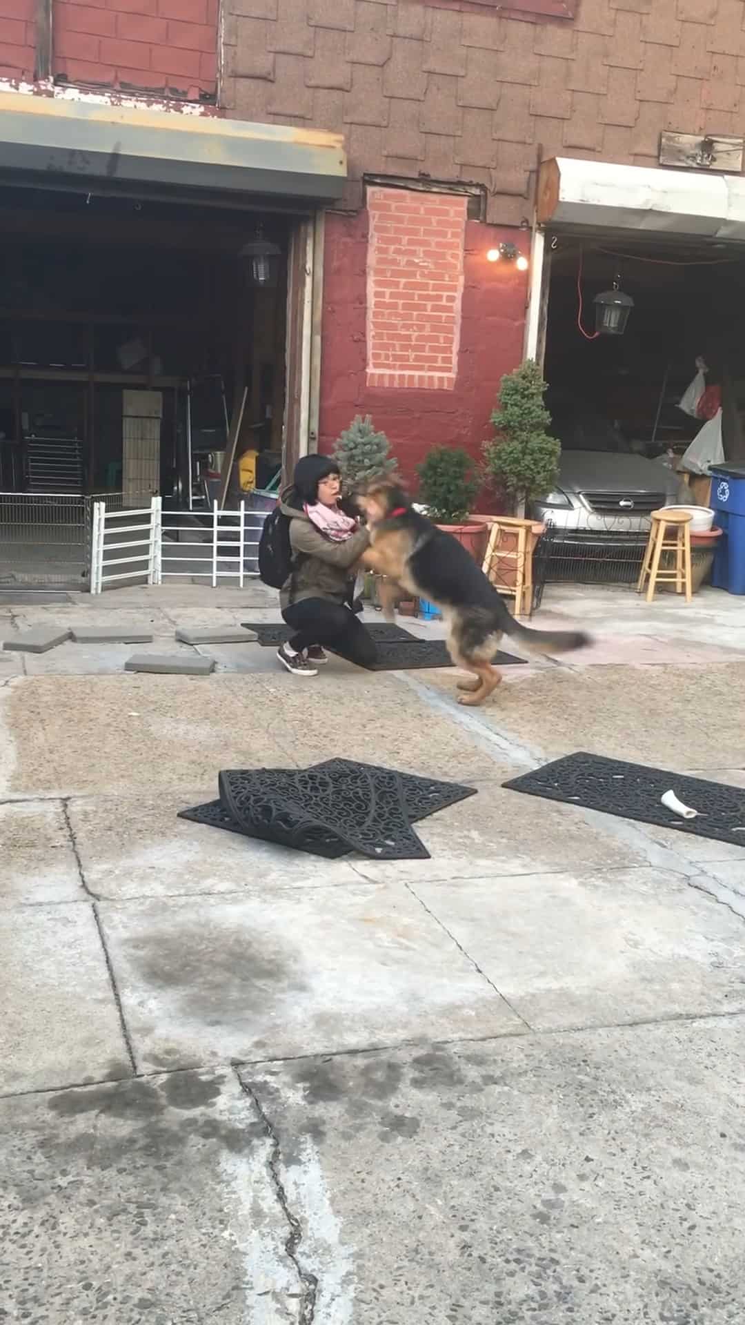 rambo the german shepherd hugging his owner