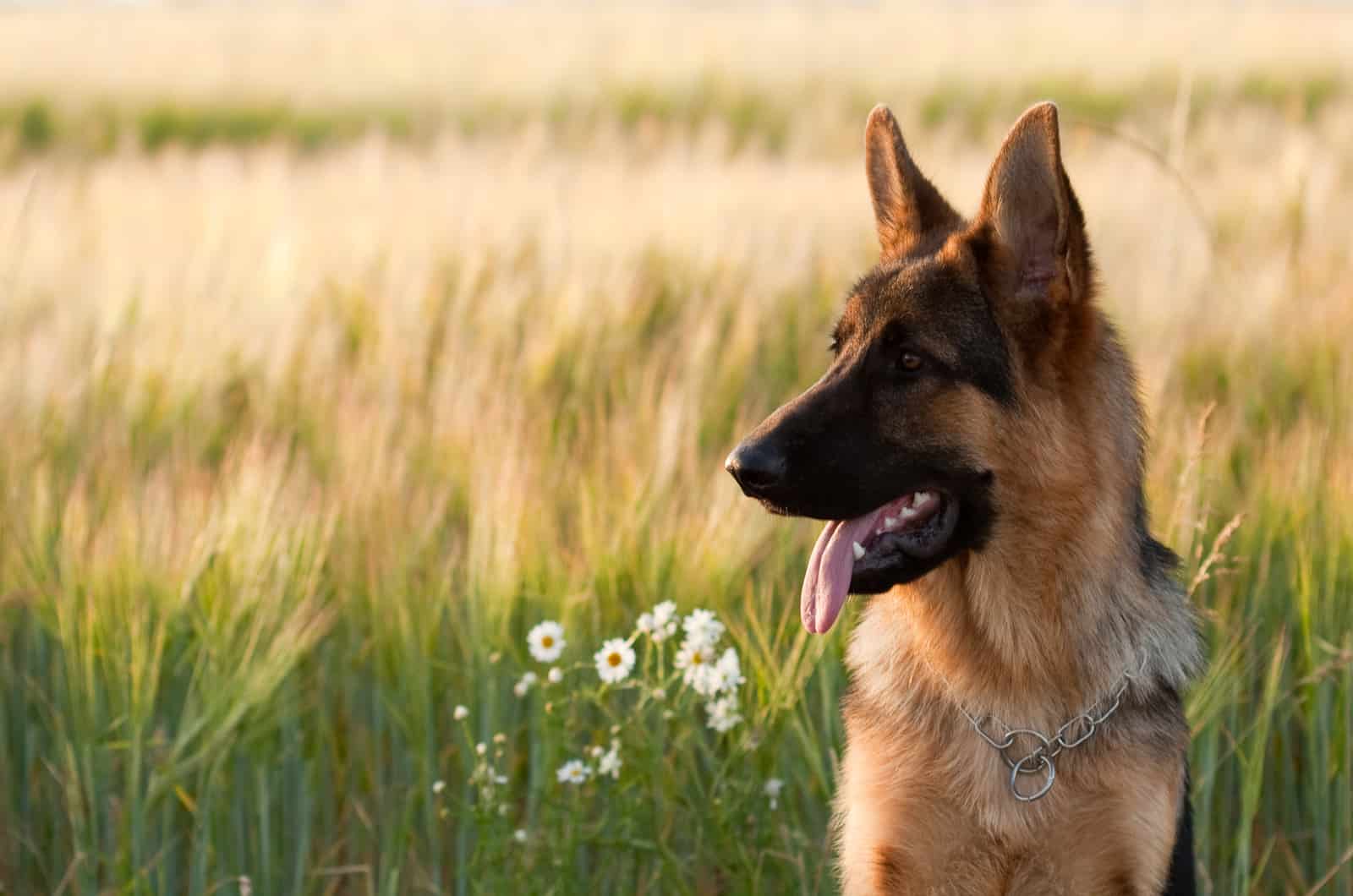 german shepherd in a field