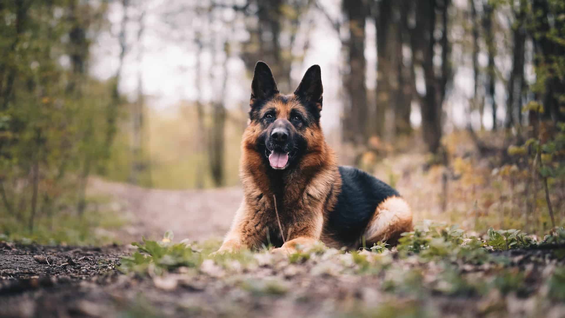 german shepherd in a forest