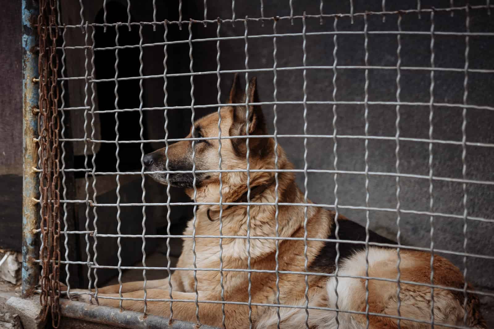 german shepherd in a shelter