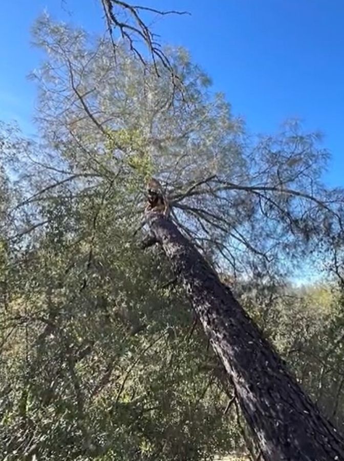 german shepherd in a tree