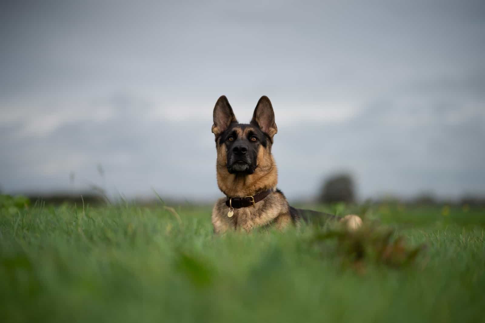 german shepherd in an open field