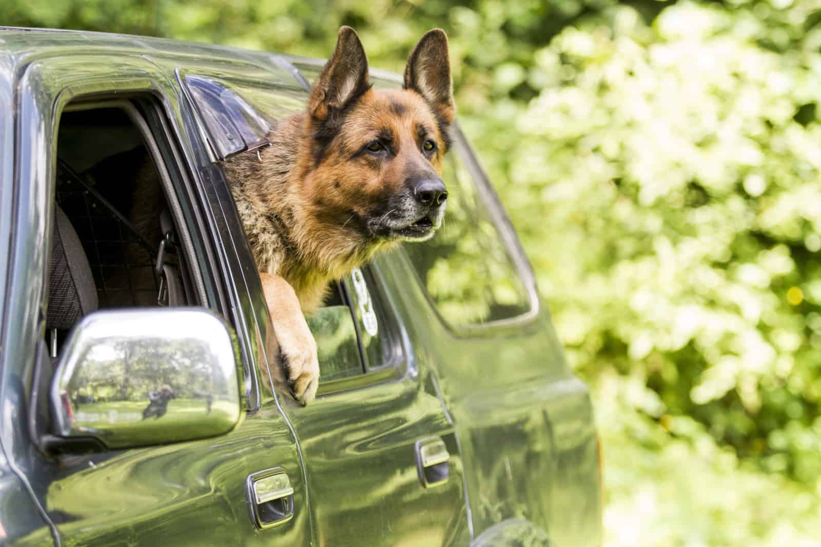 German shepherd in big car