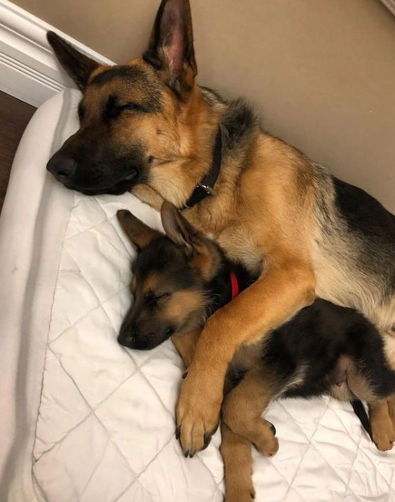 german shepherd in the arms of the puppy sleeping