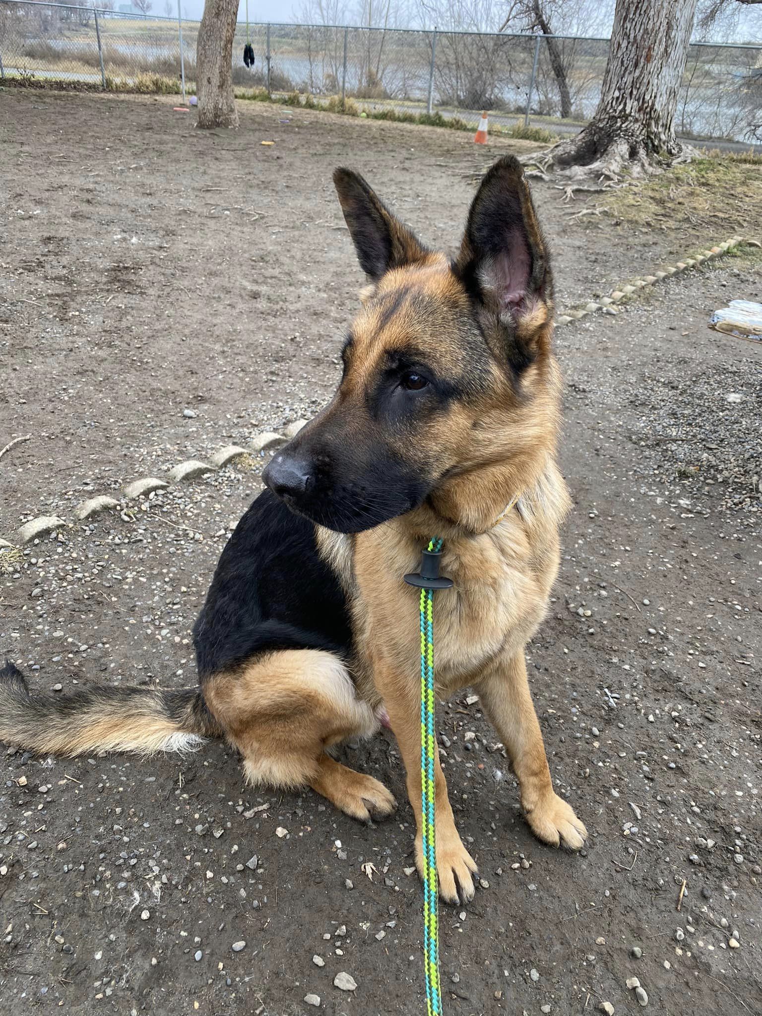 german shepherd in the park