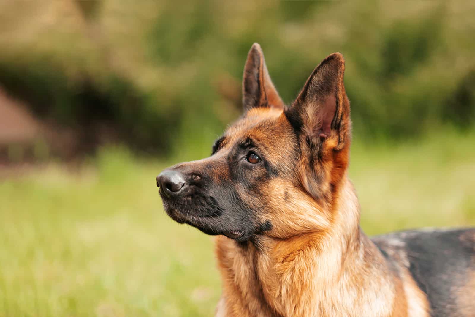 german shepherd in the park on sunny day