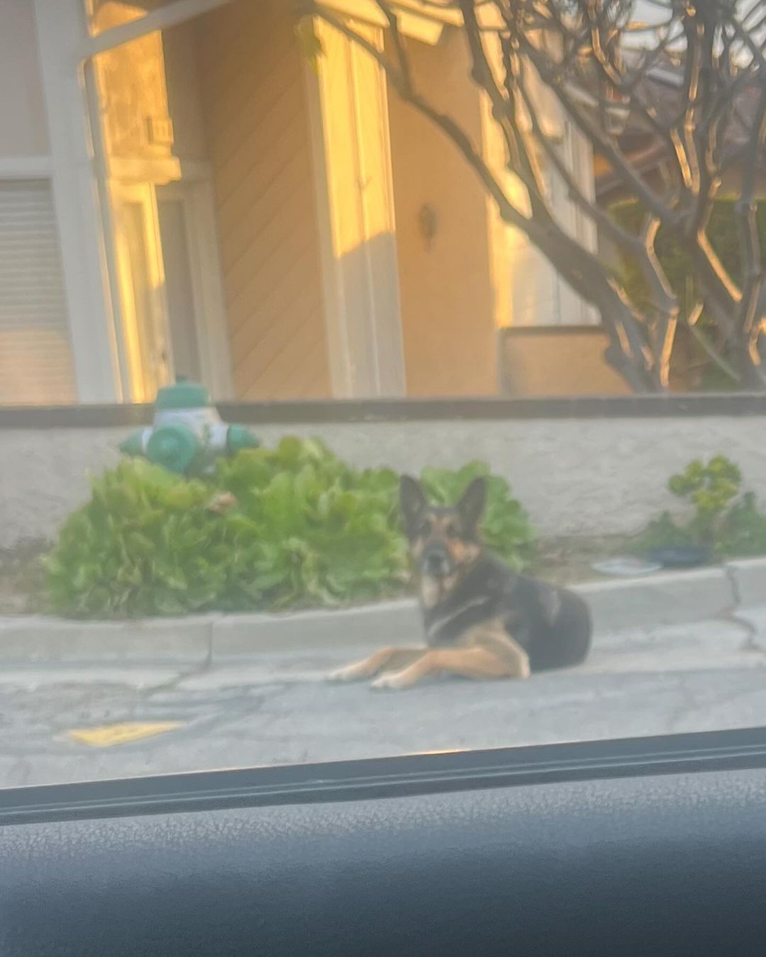 german shepherd in the street