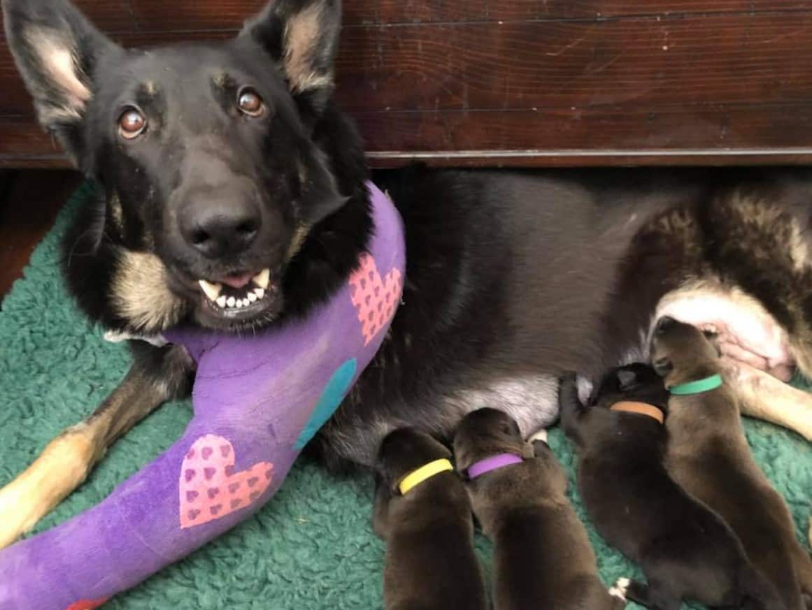 German Shepherd is nursing its cubs