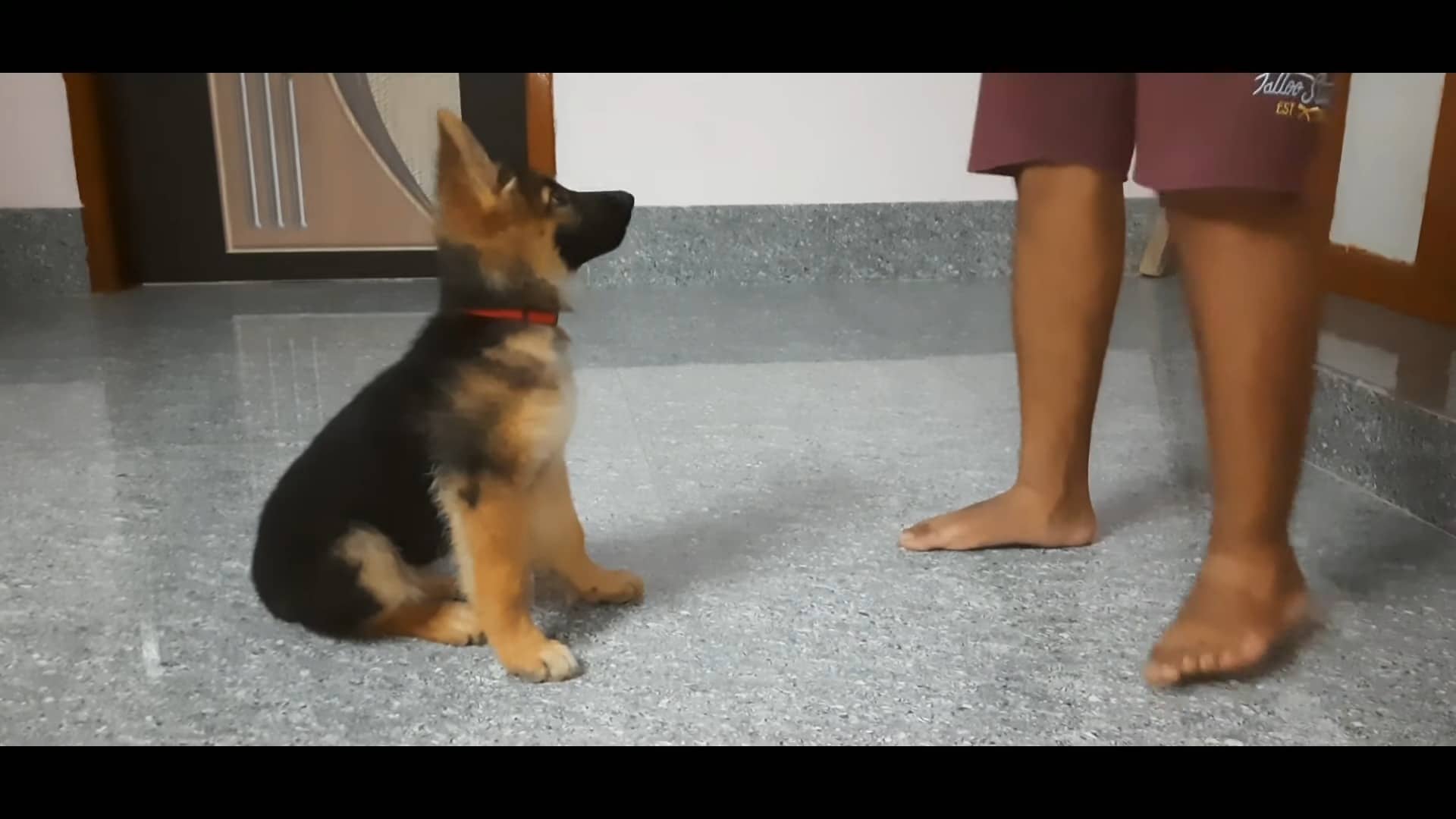 jenny the german shepherd puppy learning obedience