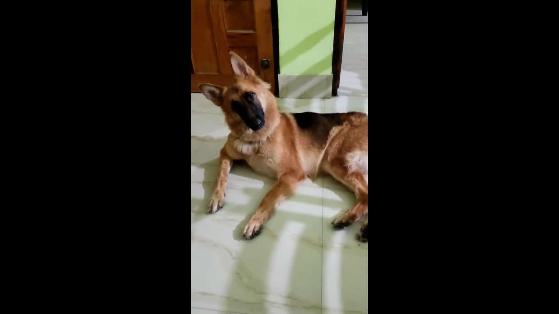 german shepherd cute head tilt