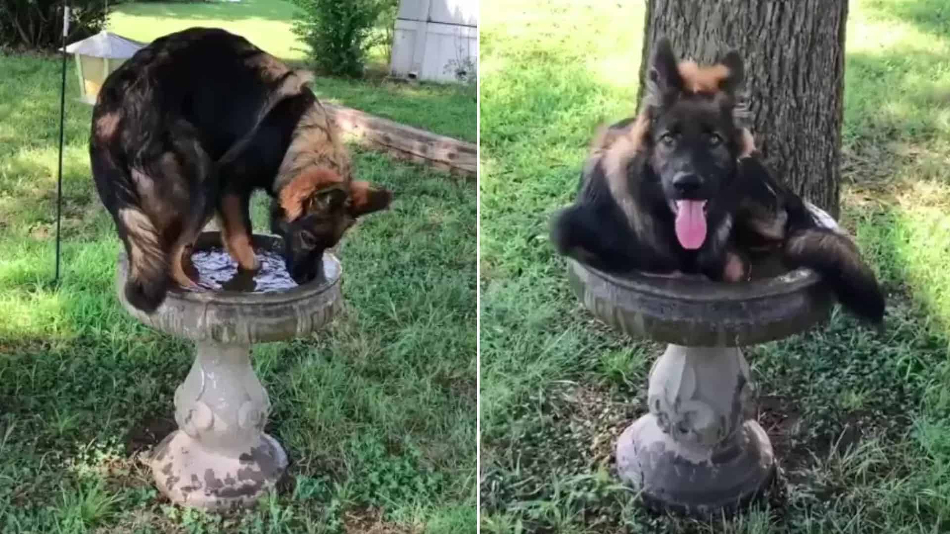 German Shepherd, Kai, Is Absolutely Sure That He’s A Bird, Here’s Why