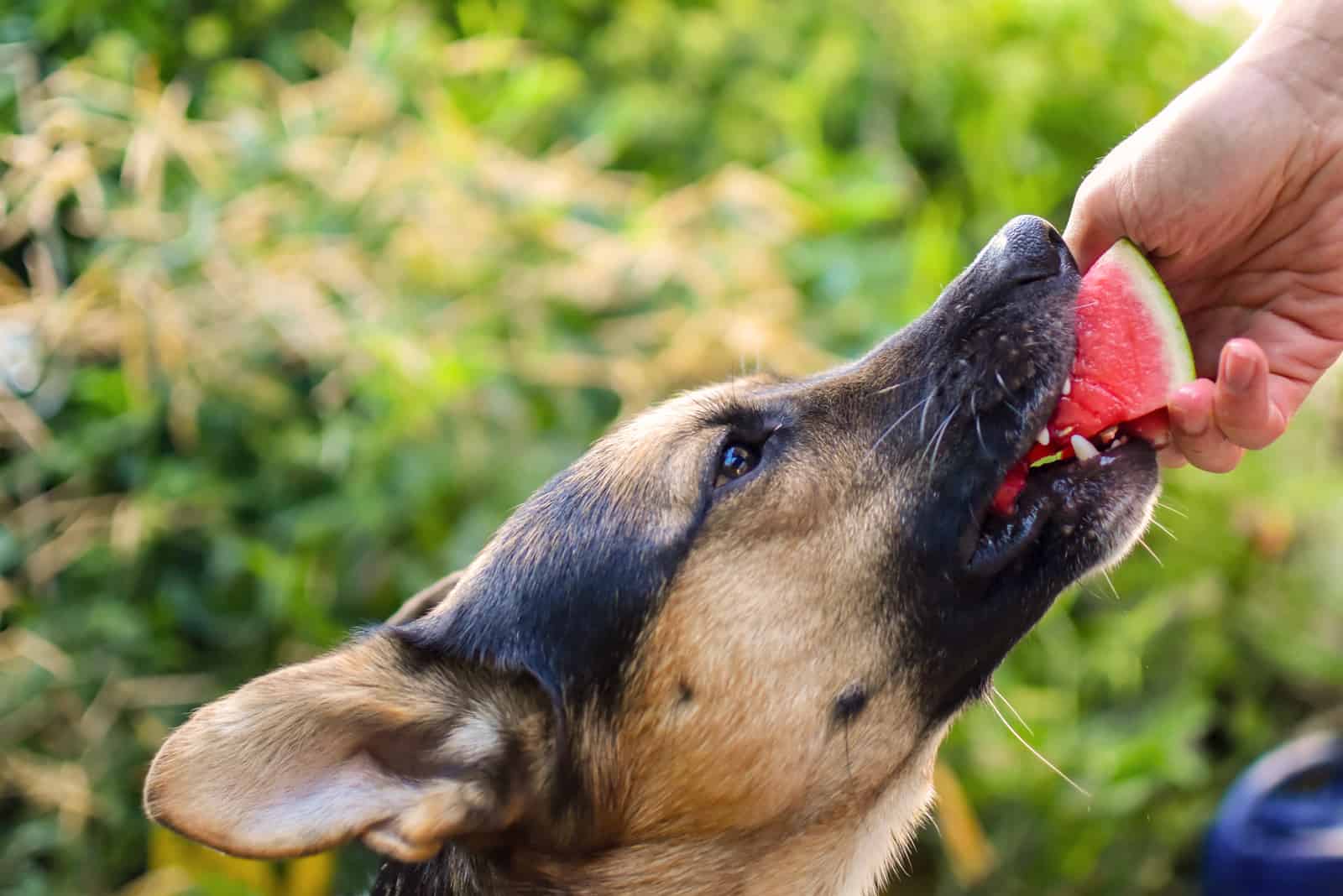 german shepherd lab mix eating a watermelon