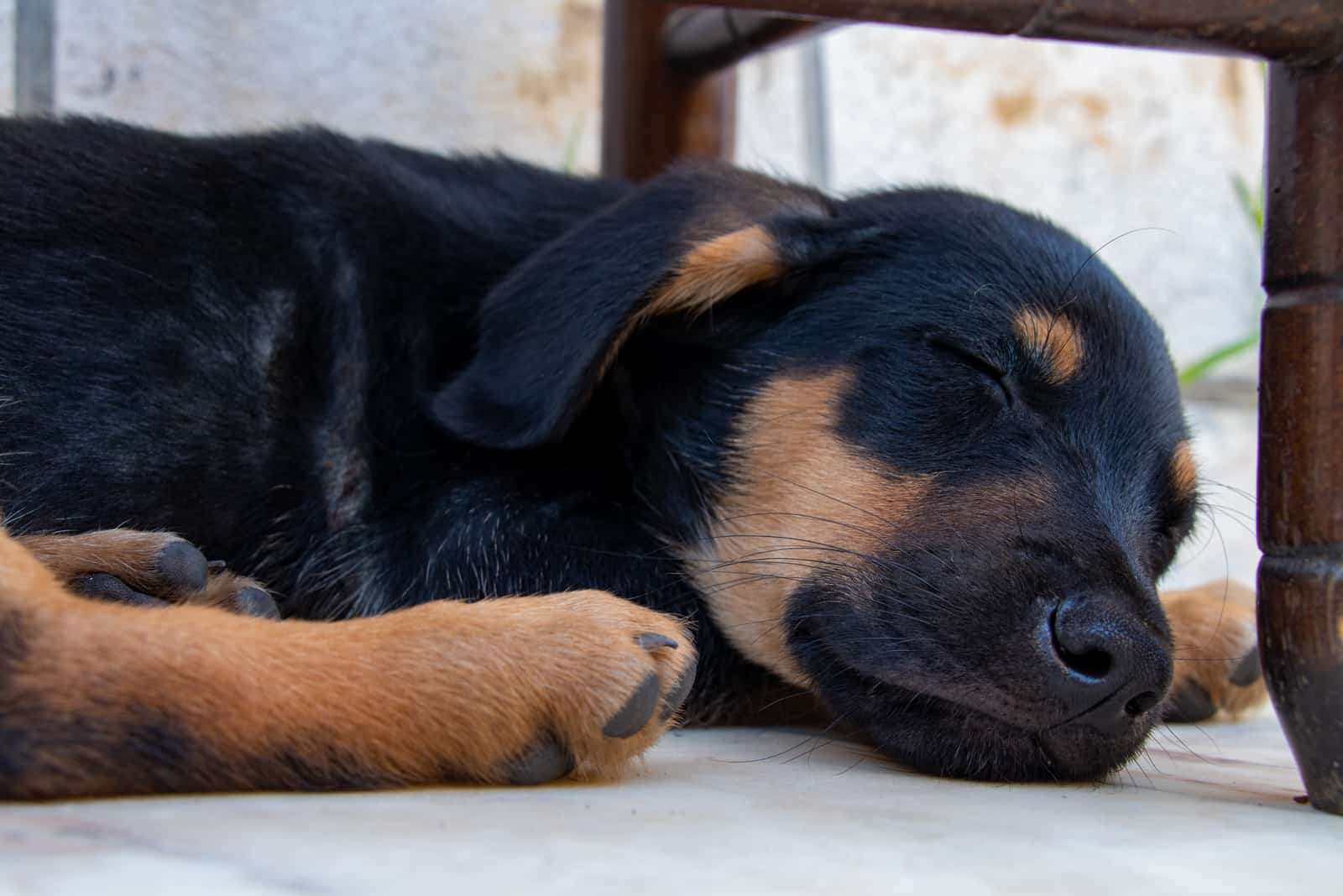 german shepherd lab mix puppy sleeping