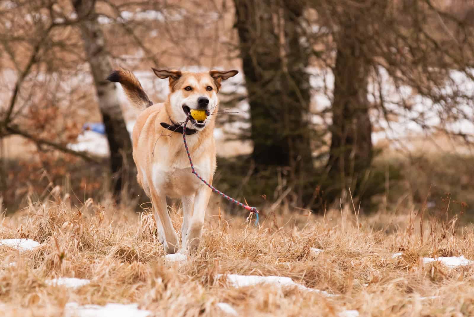 german shepherd lab mix running