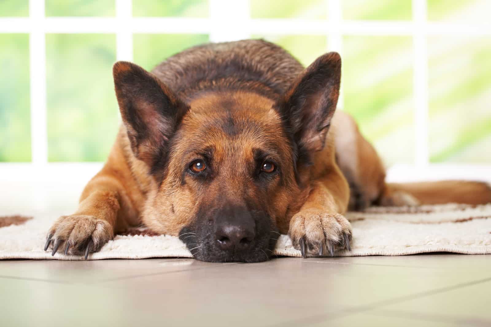 German shepherd laying on the carpet in home