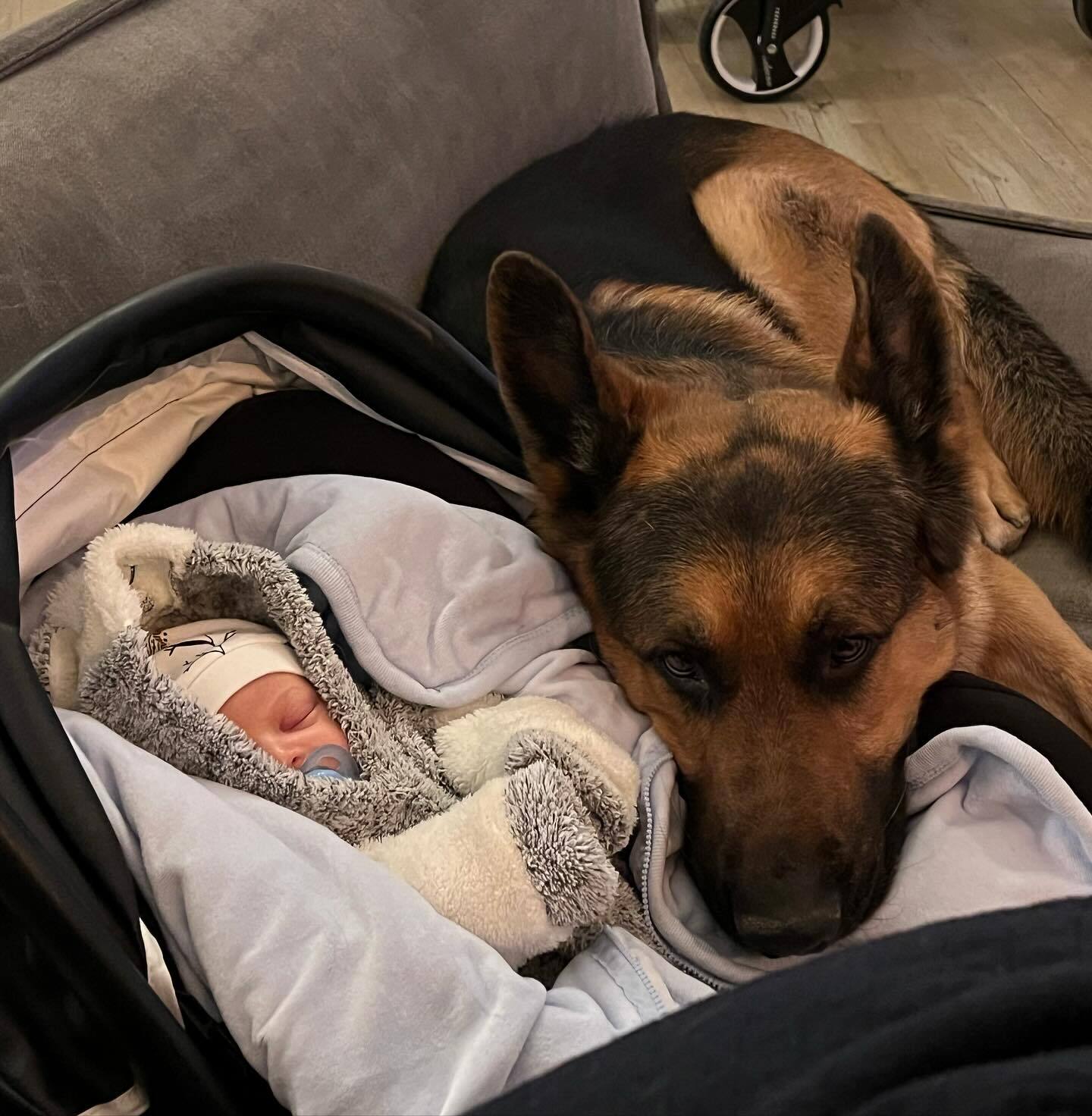 german shepherd laying with baby (1)