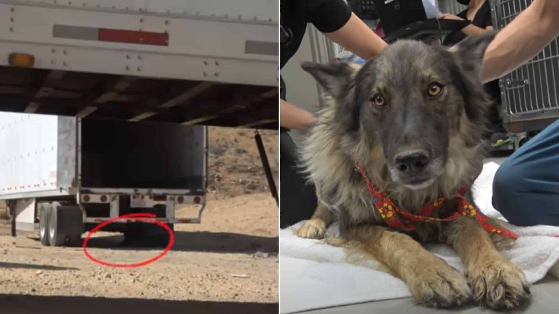 Stray GSD Scared Of Humans Finally Allows His Rescuers To Save Him