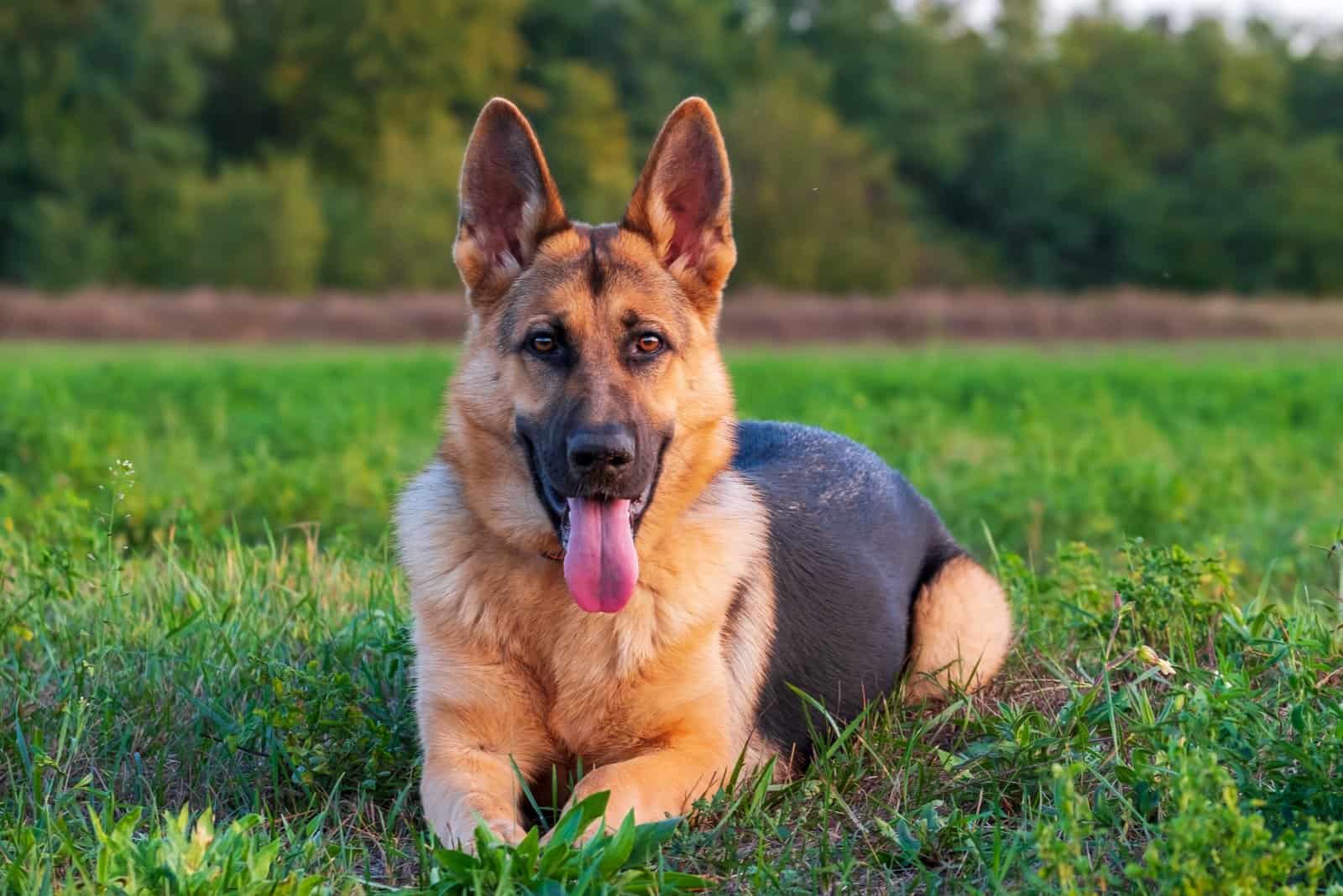 German Shepherd lies down and rests