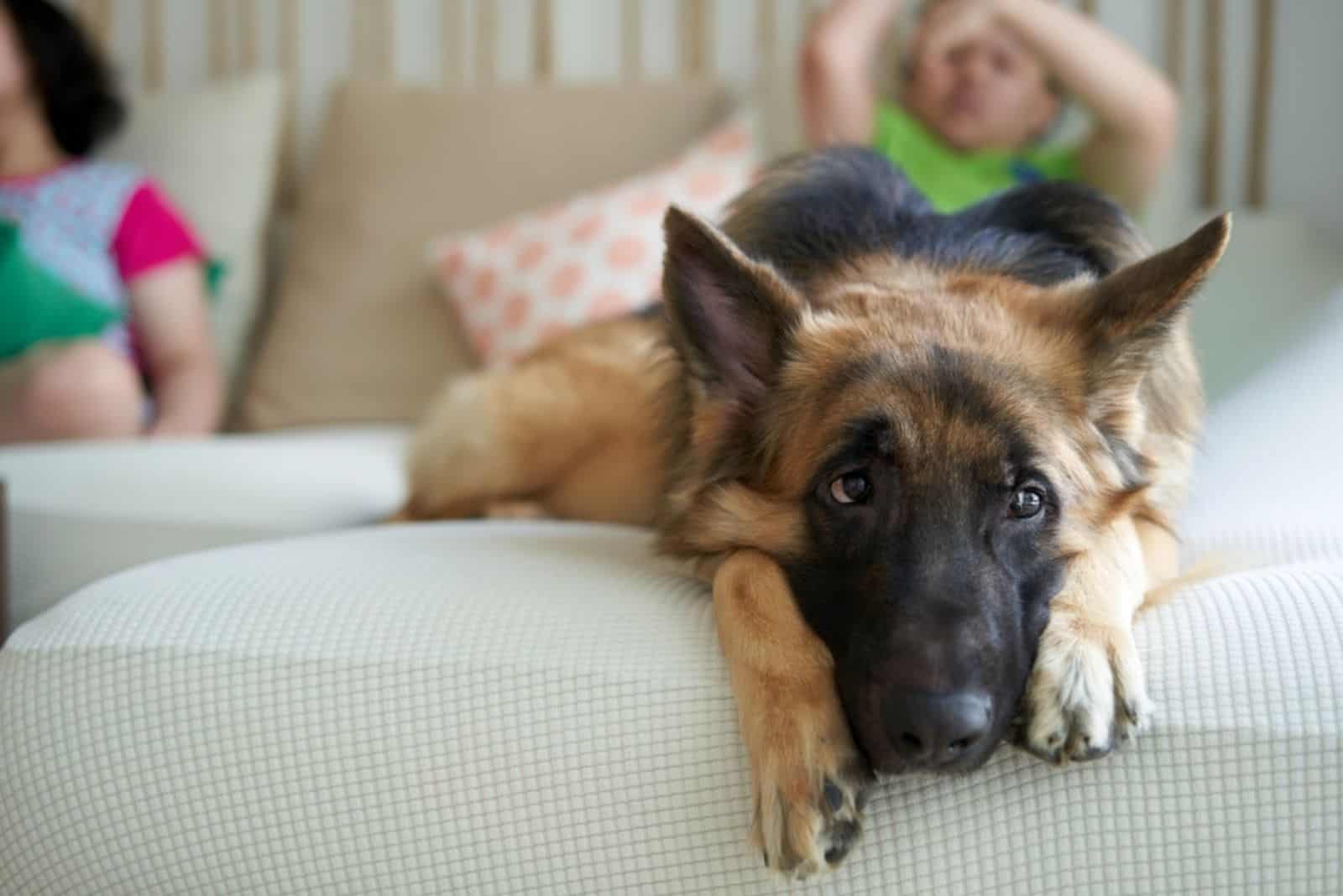 German shepherd lies with its back turned