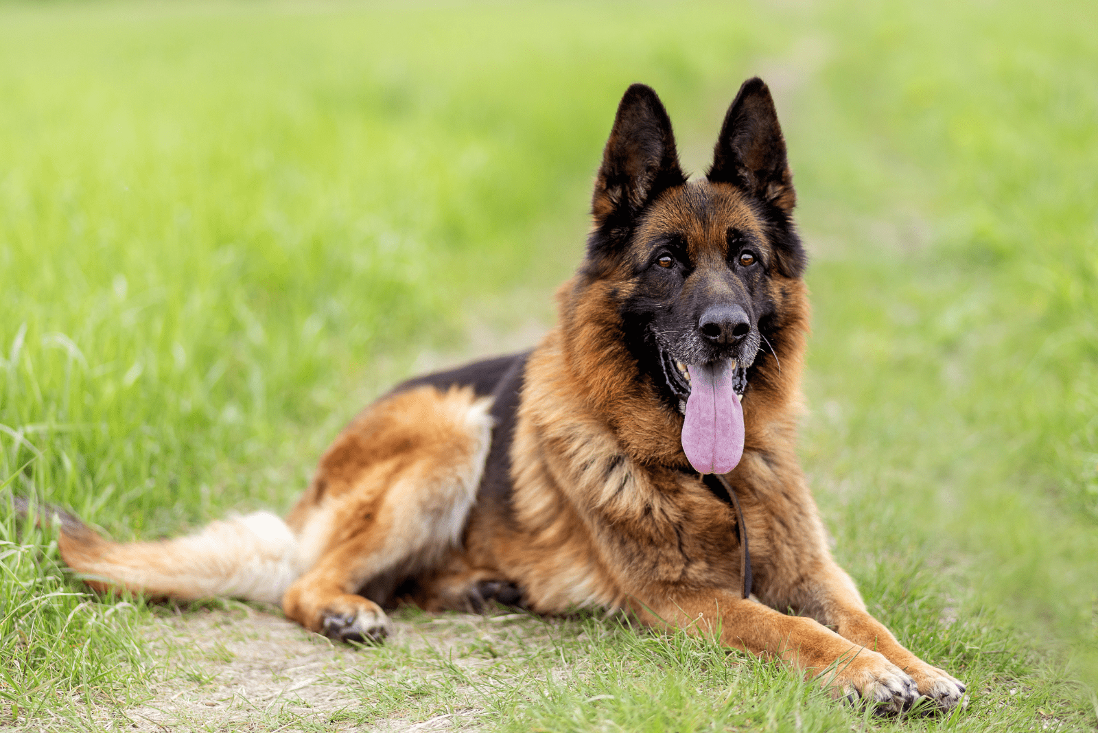 German Shepherd lies with tongue out