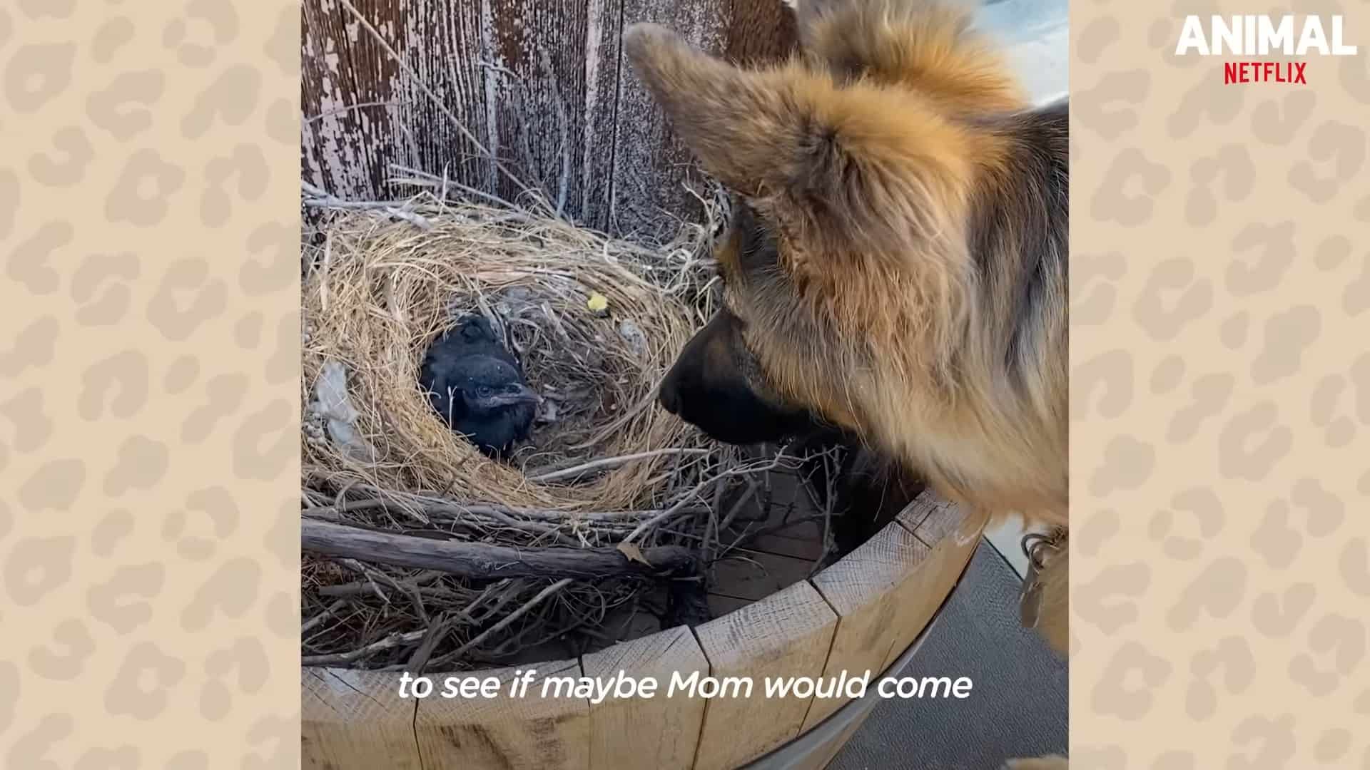 german shepherd looking at crow in nest