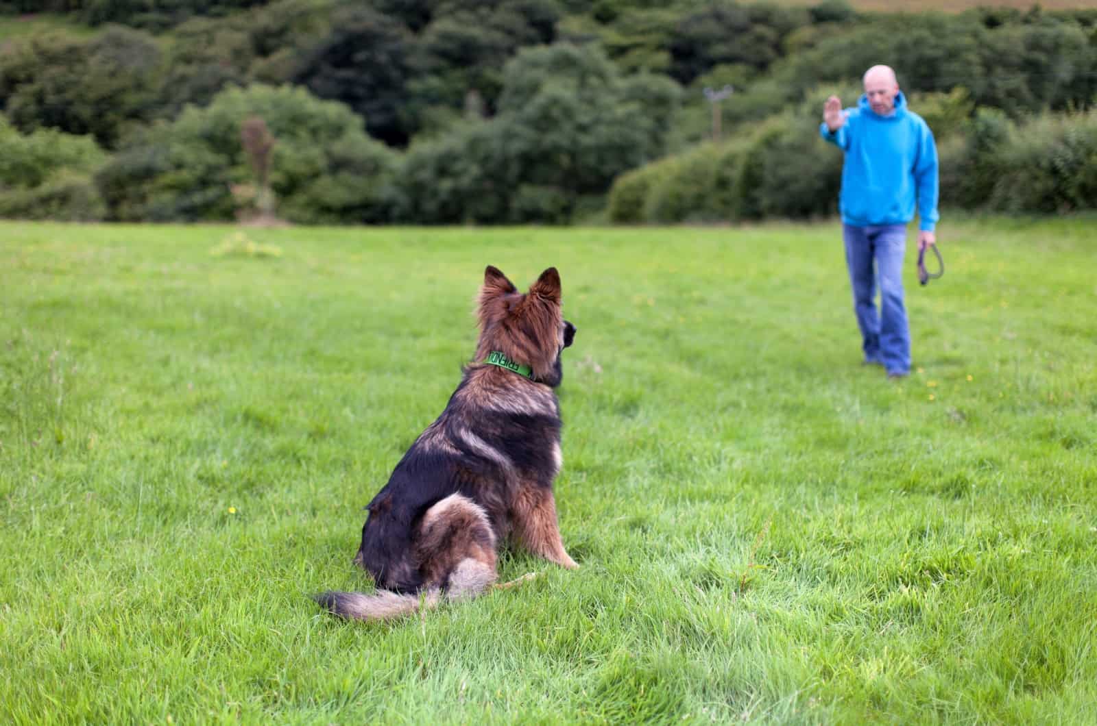 German Shepherd looking at his owner