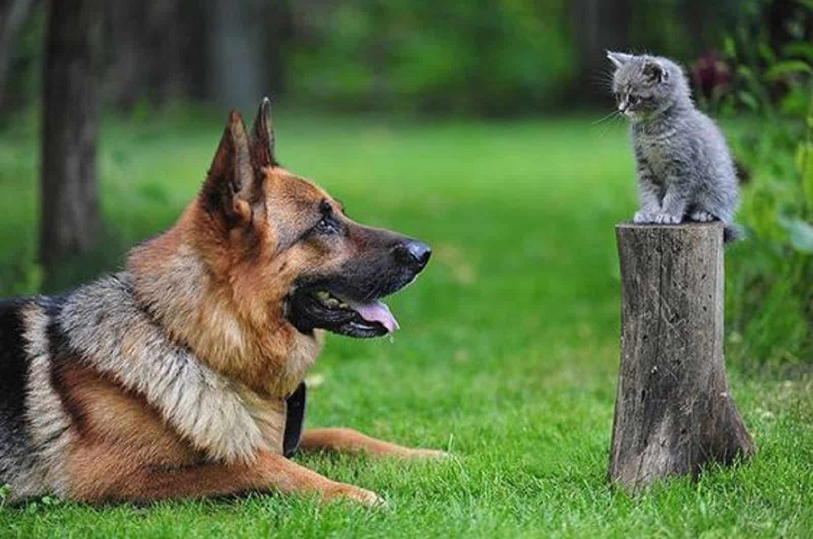 german shepherd looking at kitten in the yard