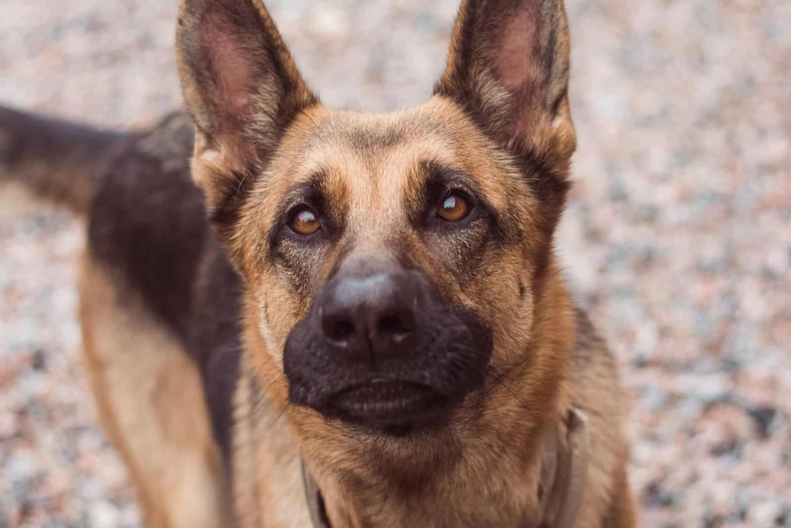 german shepherd looking at the camera